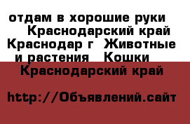 отдам в хорошие руки!!!! - Краснодарский край, Краснодар г. Животные и растения » Кошки   . Краснодарский край